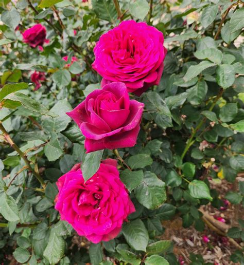 Rose Dark Desire 3ft Standard Hello Hello Plants