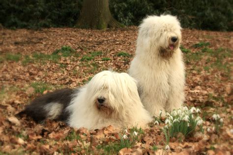 Two Old English Sheepdogs Wallpaper My Doggy Rocks