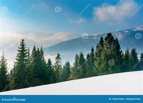 Spruce Forest On A Snow Covered Mountain Meadow Stock Photo Image Of