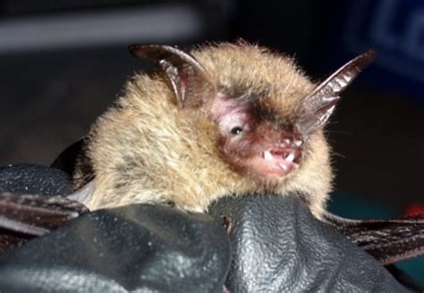 Northern Long Eared Bats Found And Breeding On Scs Coastal Plain Manning Live