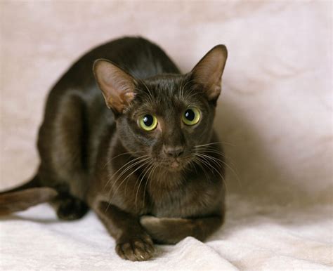 10 Short Haired Cat Breeds Resources