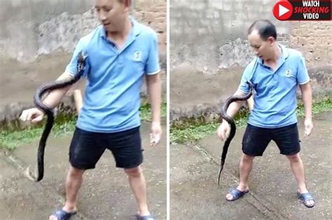 Cobra Snake Kills Man With One Bite In Shocking Video Daily Star