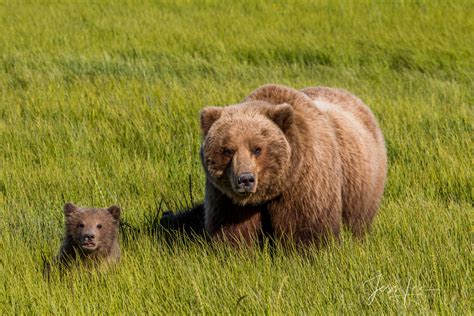 Brown Bear And Cub Photo 159 Alaska Lake Clark Photos By Jess Lee