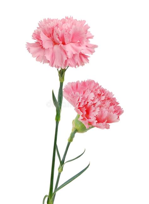 Decorative Pink Carnation Flowers Stock Photo Image 26109340