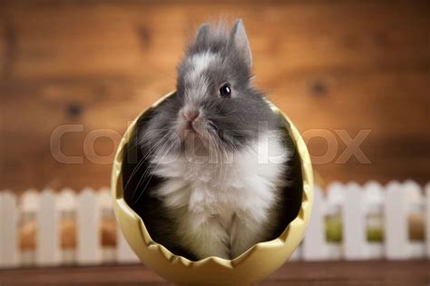 Rabbit And Easter Eggs Stock Image Colourbox