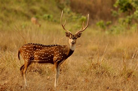 State Animal Of Telangana Chital Symbol Hunt