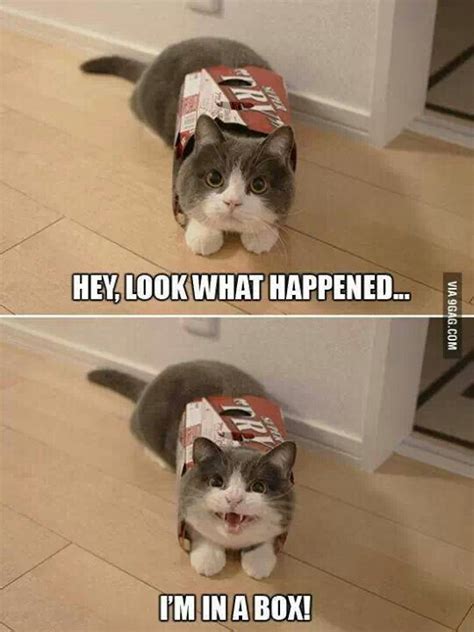 Hey Look What Happened Funny Cat Photos Funny Animals Funny Cats