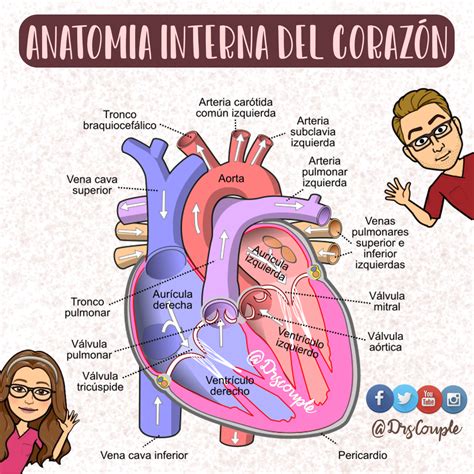 Anatomia Interna Del Corazón Anatomía Venas Pulmonares Arterias
