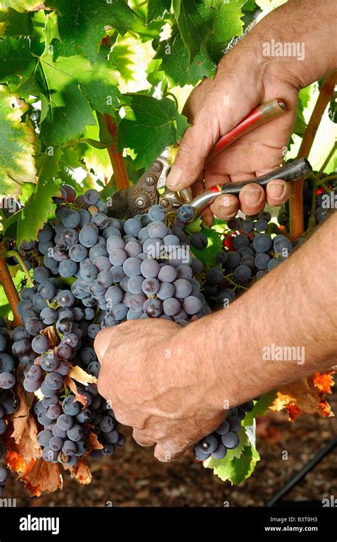 Cluster Of Grape At The Vineyard Stock Photo Alamy
