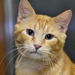 Hi there, today we are going to help you with animal safe. Austin Animal Center in Austin, Texas (With images) | Cat ...