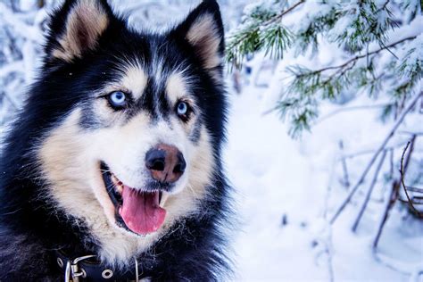 Extra Dna Produces Blue Eyes In Huskies Genetics Sci