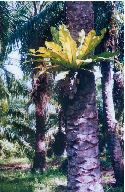 Birds Nest Ferns Are Highly Abundant In Oil Palm Plantations Where