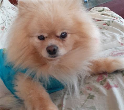 Pomeranian Puppies For Sale Fall River Ma 325238