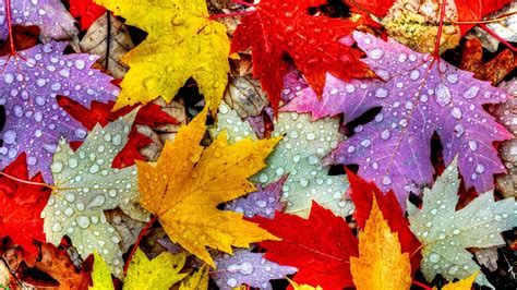 Wallpaper Leaves 5k 4k Wallpaper Drops Rain Autumn