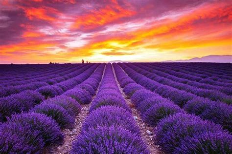 Scenic Sunset Over Lavender Field Lavender Fields France Provence