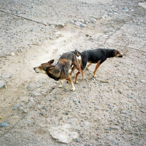 Two Dogs Are Stuck Together Photograph By Kari Medig Fine Art America