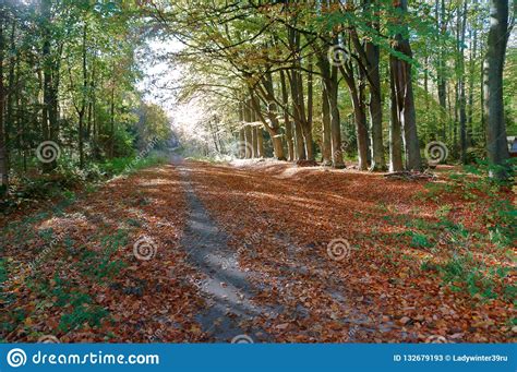 Trees On The Edges Of The Highway Road In Autumn Stock Image Image