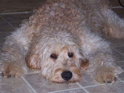 Mini goldendoodle puppies for sale in texas. F1b Goldendoodle puppy puppies for sale in pa