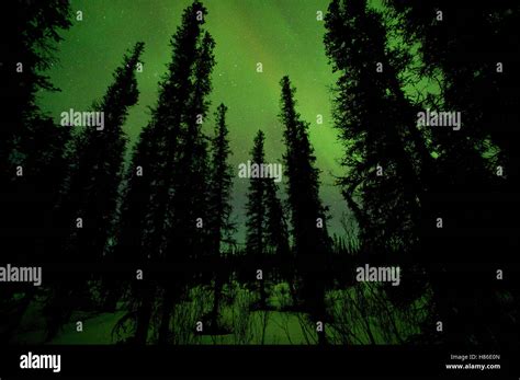 Aurora Borealis And Boreal Forest Alaska Stock Photo Alamy