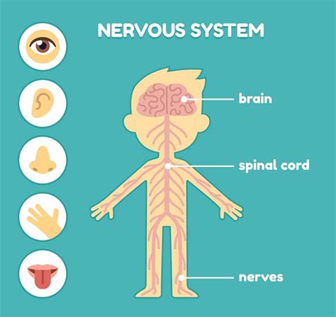 The somatic, or voluntary, component; 20 Fun Facts about the Nervous System | Biology Dictionary