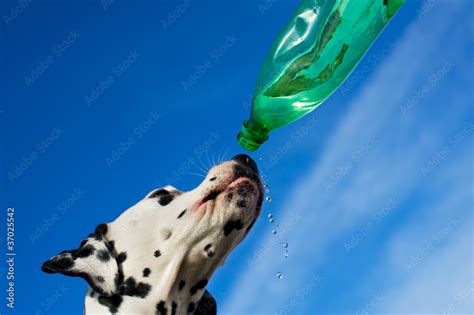 Dog Drinking Water Stock Photo Adobe Stock