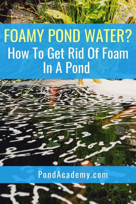 Foamy Pond Water How To Get Rid Of Foam In Pond Top Pond Defoamer Pond Pond Maintenance