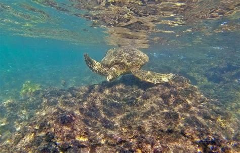 Best Snorkeling In Oahu The Golden Hour Adventurer