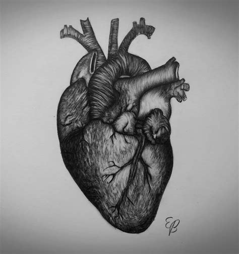 Human Heart Pencil Drawing At Explore Collection