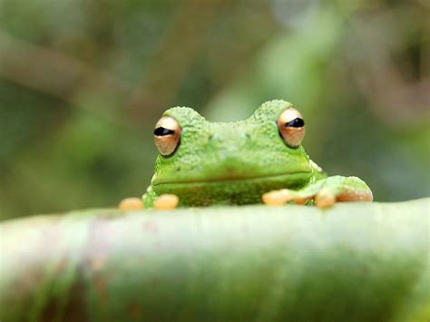 Find the best frog wallpaper on wallpapertag. 30 Awesome Collective Wallpapers | Collection - 1