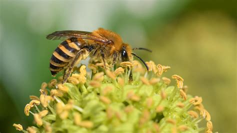 Crops At Risk As Wild Bees Vanish From Huge Swathes Of Countryside