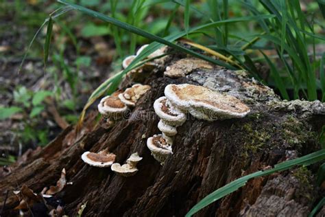 Wild Mushrooms Growing In The Forest Stock Photo Image Of Edible