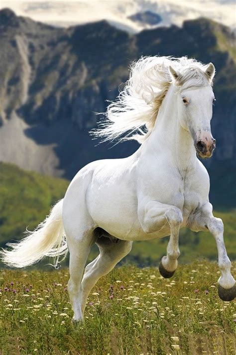17 Best Images About Horses On Pinterest White Horses Palomino And