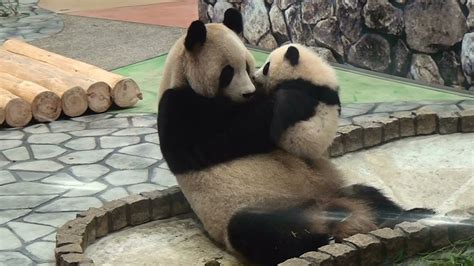 Panda Baby Kiss Her Mom パンダ アドベンチャーワールド Youtube