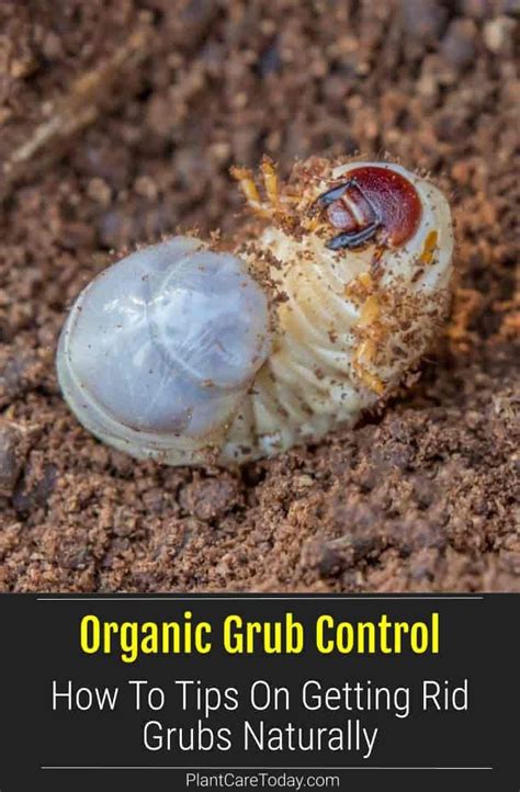 Organic Grub Control Guide To Getting Rid Grubs Naturally Grubs