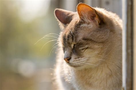 Gato Gris Con Los Ojos Cerrados Se Sienta En El Marco De Una Ventana Y