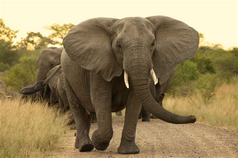 La Extinción Amenaza A Los Elefantes Africanos Pese A Disminución De Su