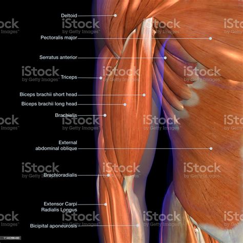 Male Arm And Chest Muscles Labeled Chart On Black Stock Photo
