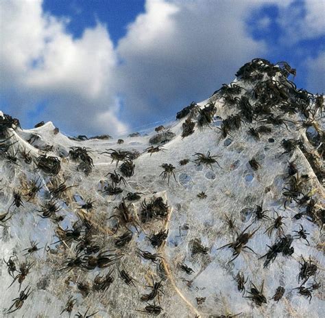 Dort sind spinnen so groß, dass sie über kampfschadensanzeigebalken verfügen. Australien: Hochwasser treibt Spinnen gefährlich nah an ...