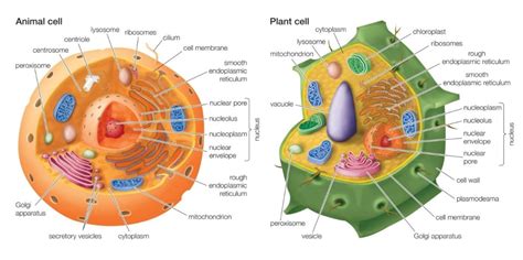 ¿tienen Centríolos Las Células Vegetales Estructura Función E