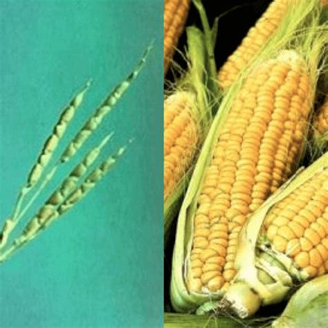 10 Photos That Capture How Humans Have Genetically Modified Food For Centuries Genetic