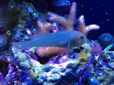 Green Clown Goby Added October18 Reef Tank Fish Pet Pets
