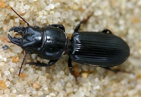 Maycintadamayantixibb Large Beetle With Front Pincers