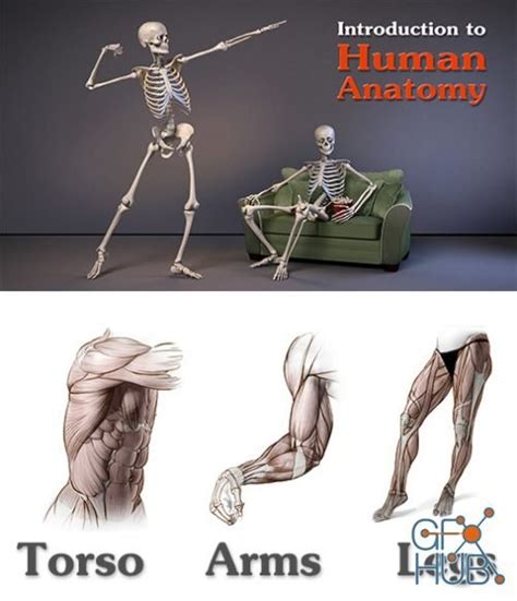 Proko Human Anatomy For Artists Pack Torso Arms Legs Gfx Hub