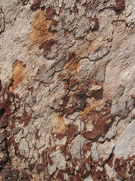 Bark Tree Bark Texture Wood Texture Texture Art Tree Textures Color