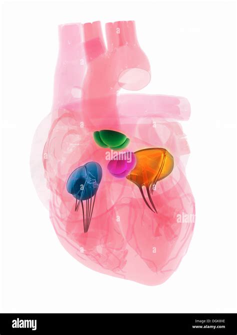 Transparent Human Heart Showing Four Heart Valves Stock Photo Alamy