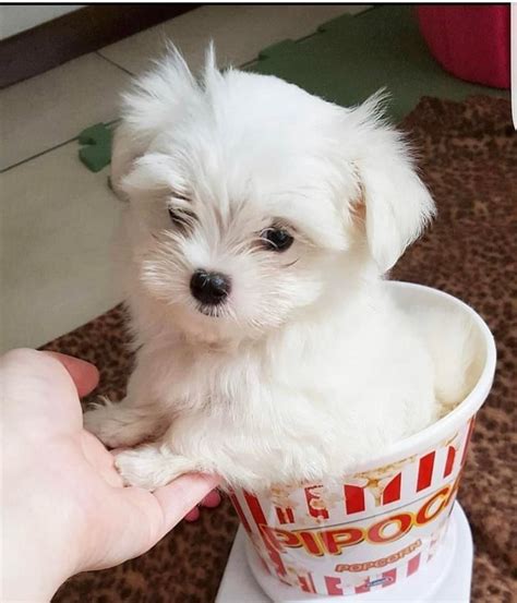 Available Cheap Mini And Baby Maltese Puppies For Sale Teacup Puppies