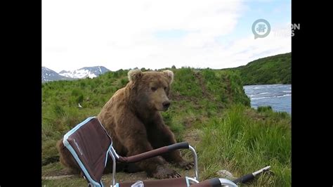 Wild Bear Sits Down Next To Man Youtube