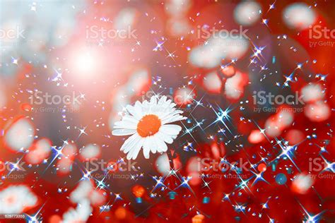 White Flower Background With Colorful Bokeh Abstract Floral Spring