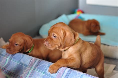 To fully train your puppy in hunting, it can take anywhere from six to eight months. ALL BREEDS DOGS: Vizsla dog