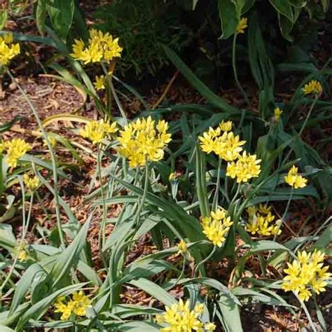 Allium moly Ail doré Un petit ail d ornement à fleurs jaune d or